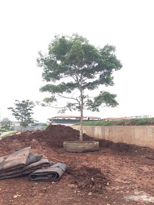 Qualità Nave di sollevamento di lancio di bacino di carenaggio di Marine Rubber Ship Launching Airbags fabbrica