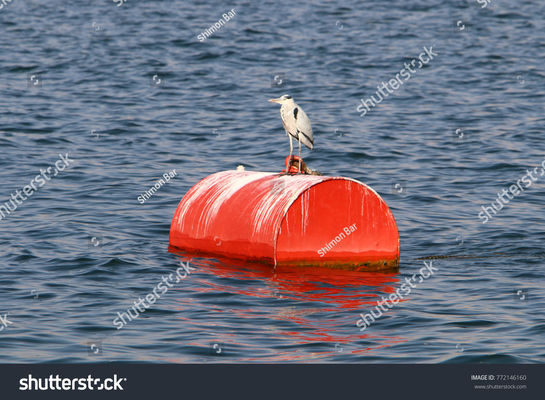 Qualità Eccedenza di galleggiamento Marine Mooring Buoy Foam Filled della singola barca d'acciaio multifunzionale fabbrica